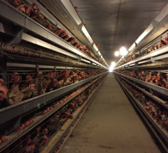 QUẢN LÝ TRANG TRẠI